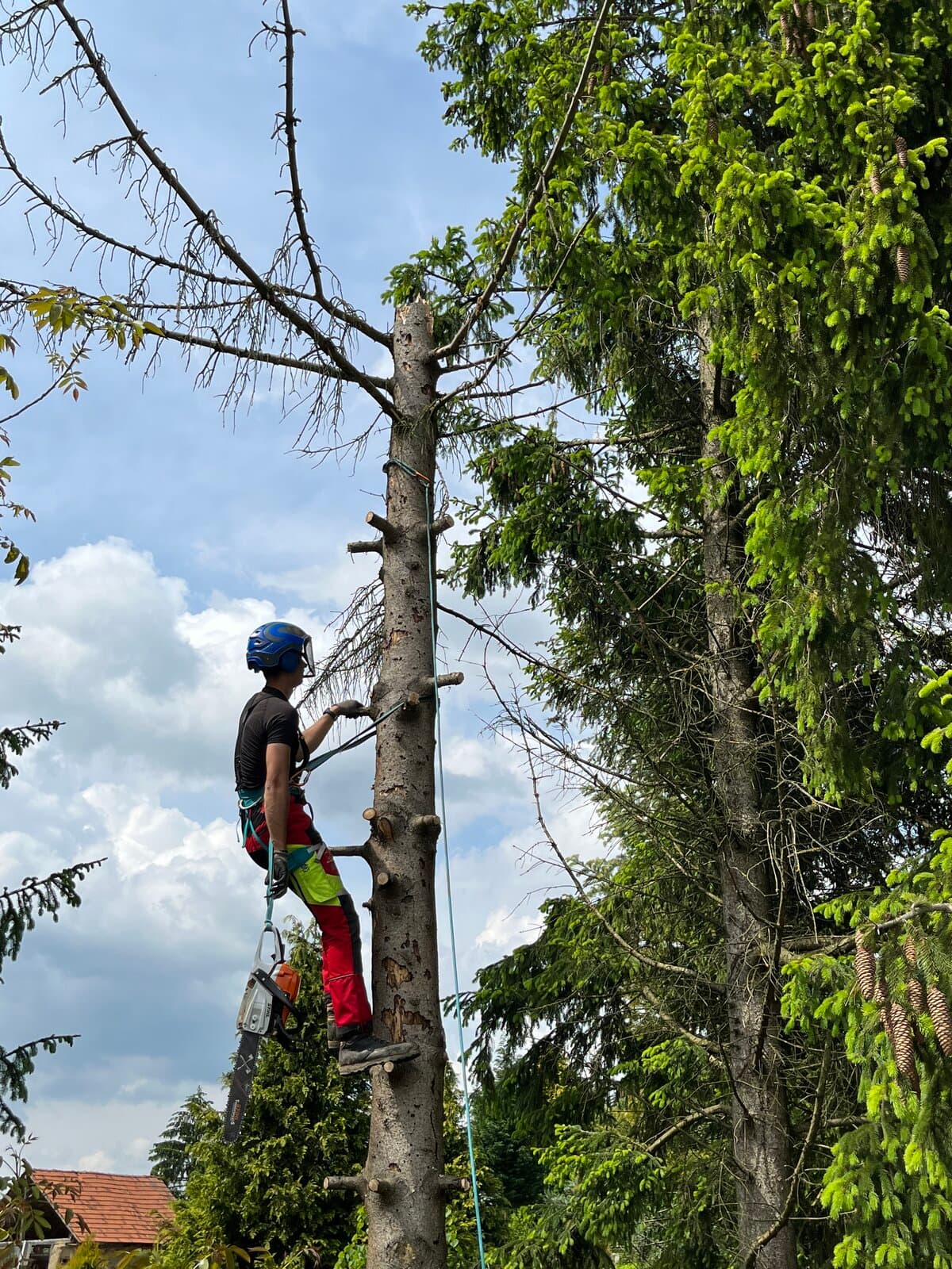 Arboristika